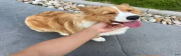 Welsh Corgi Pembroke dogs for sale: Toby - Ad 6