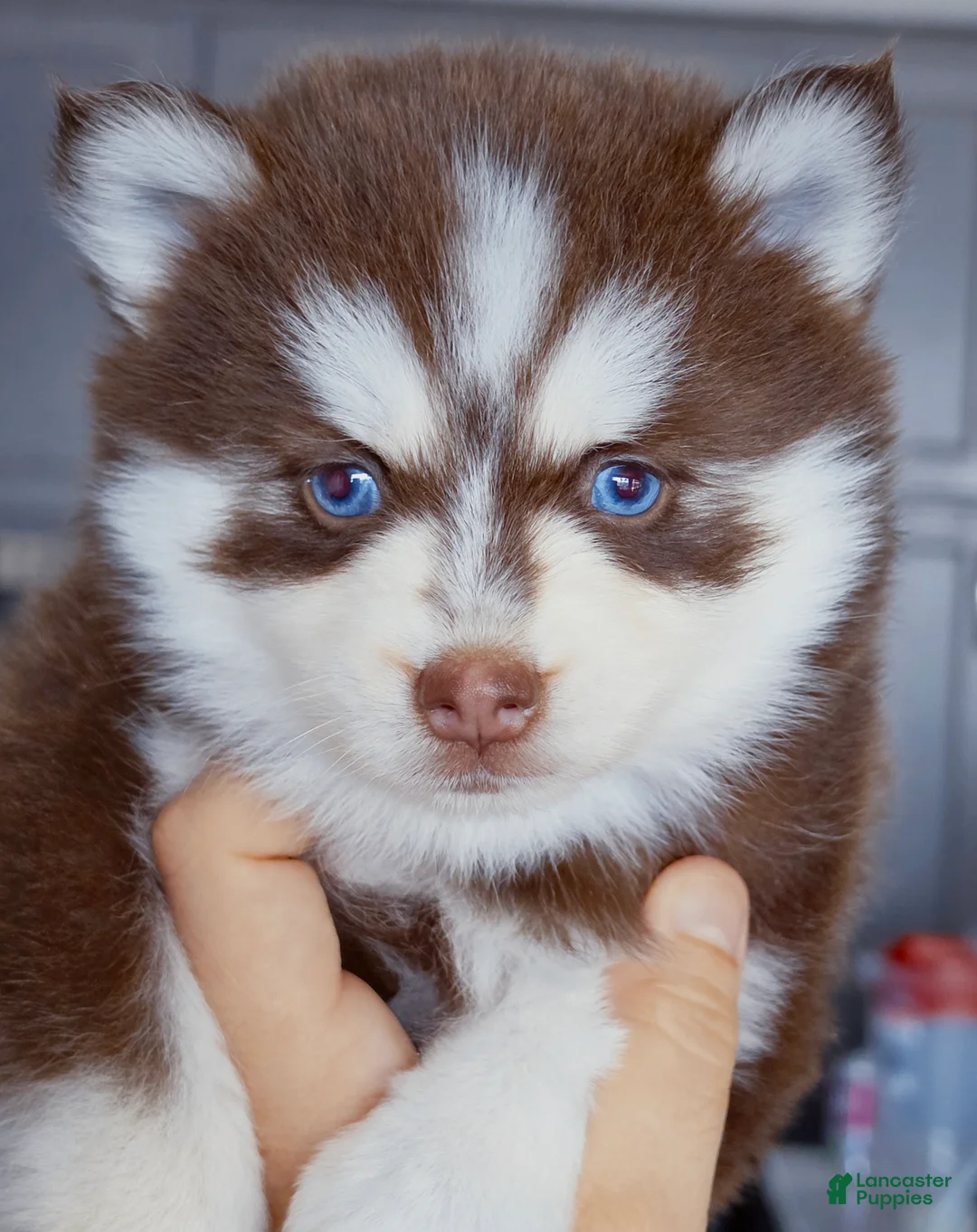 Pomsky dogs for sale: Scarlett - Ad 2