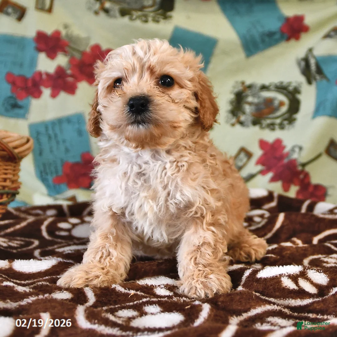 Cockapoo dogs for sale: Henry - Ad 3