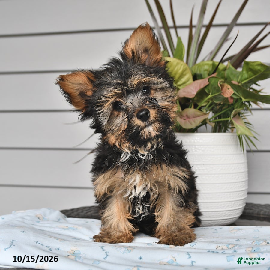 Yorkshire Terrier dogs for sale: Simon - Ad 1