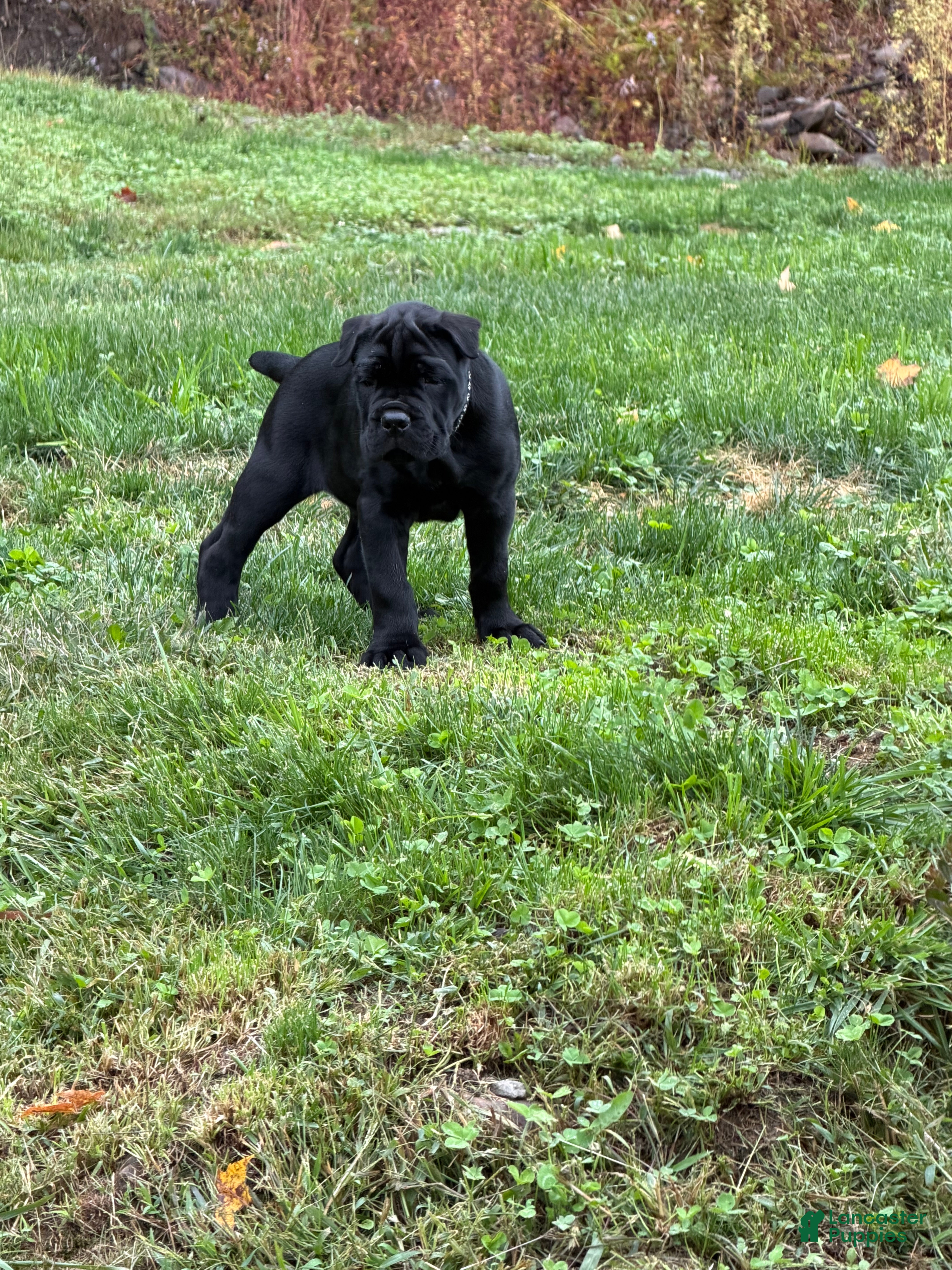 Cane Corso