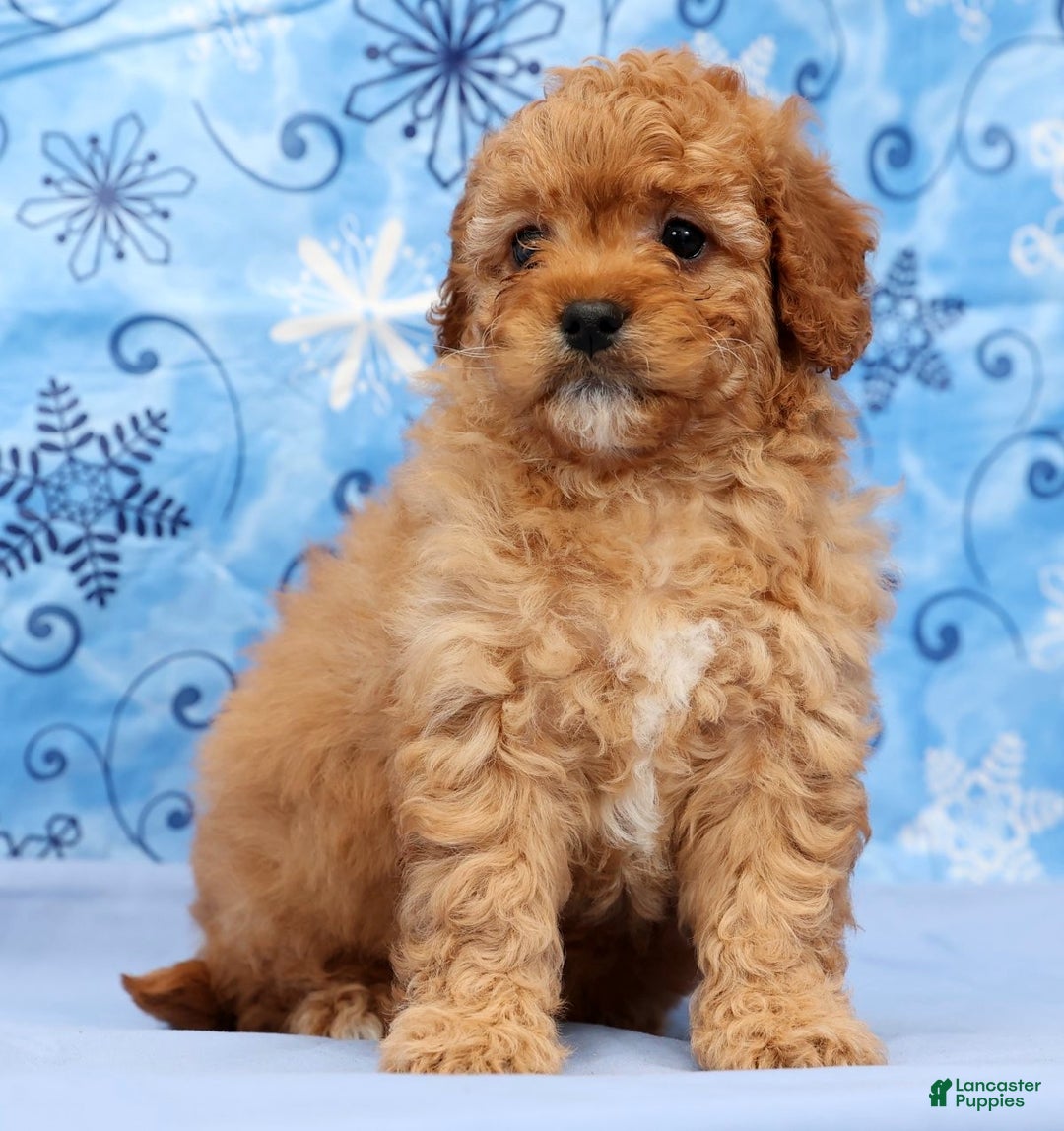 Cavapoo dogs for sale: Abbigail - Ad 9