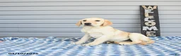 Goldador dogs for sale: Kiwi - Ad 5