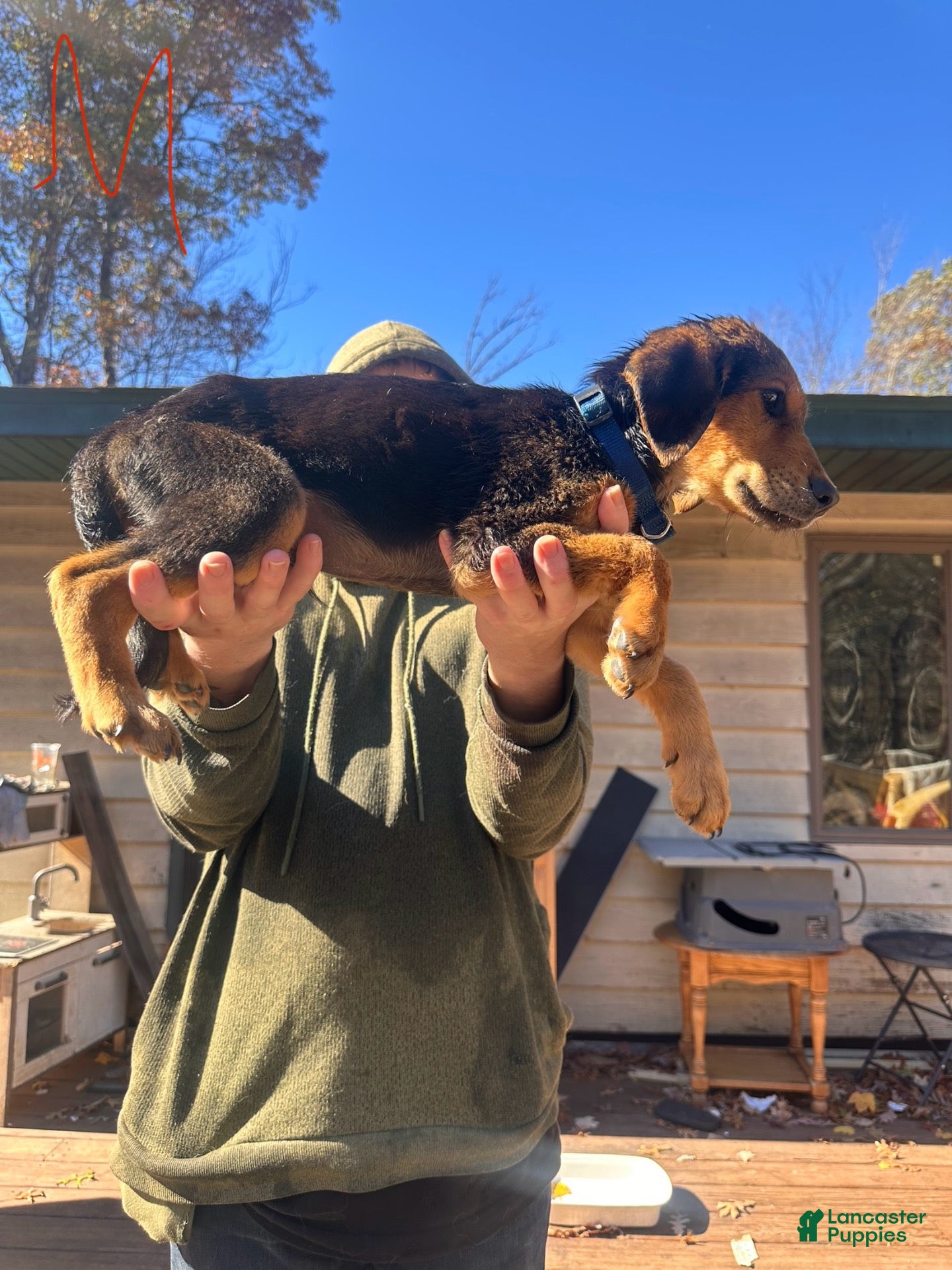 Mixed Breed dogs for sale: Mixed Breed 5 - Ad 24
