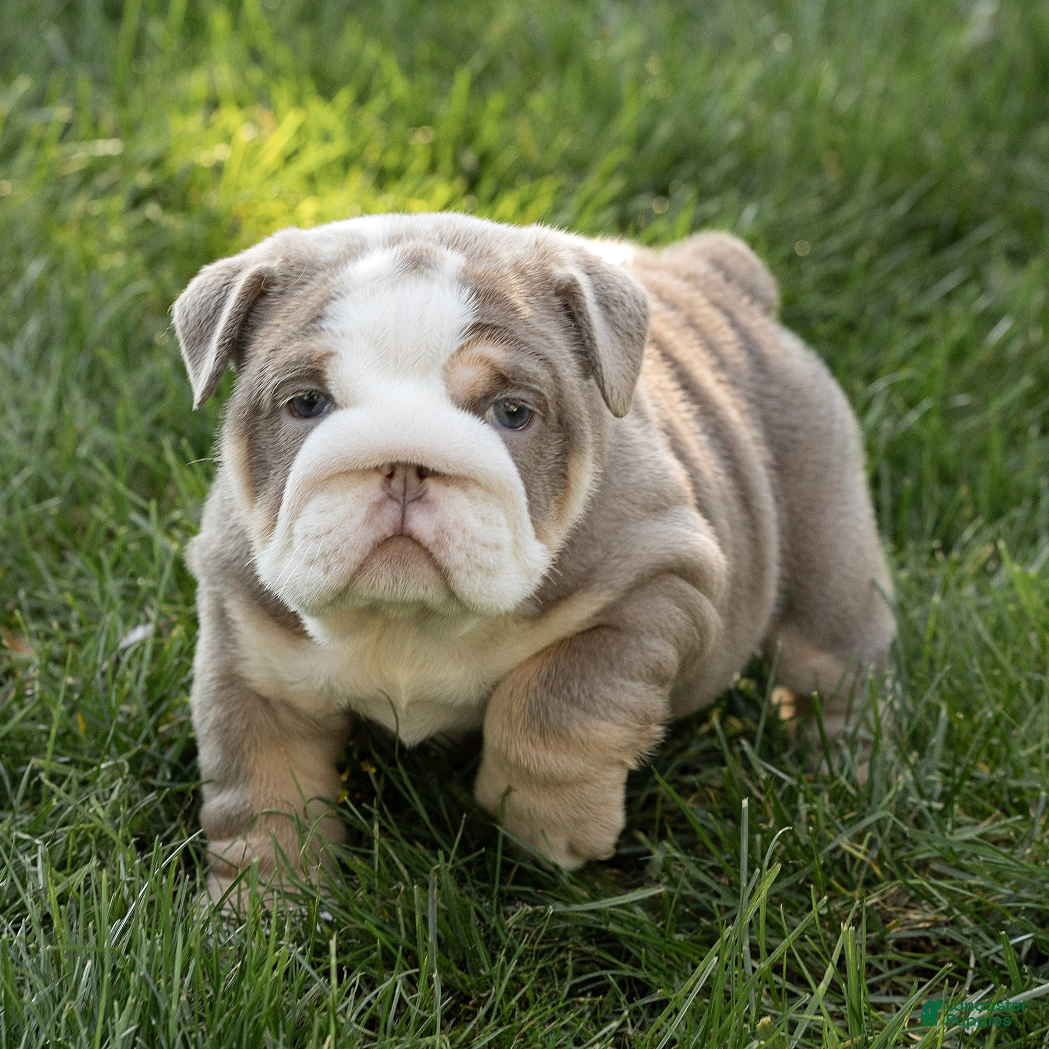 English Bulldog dogs Winnie Mae English Bulldog  - Ad 1