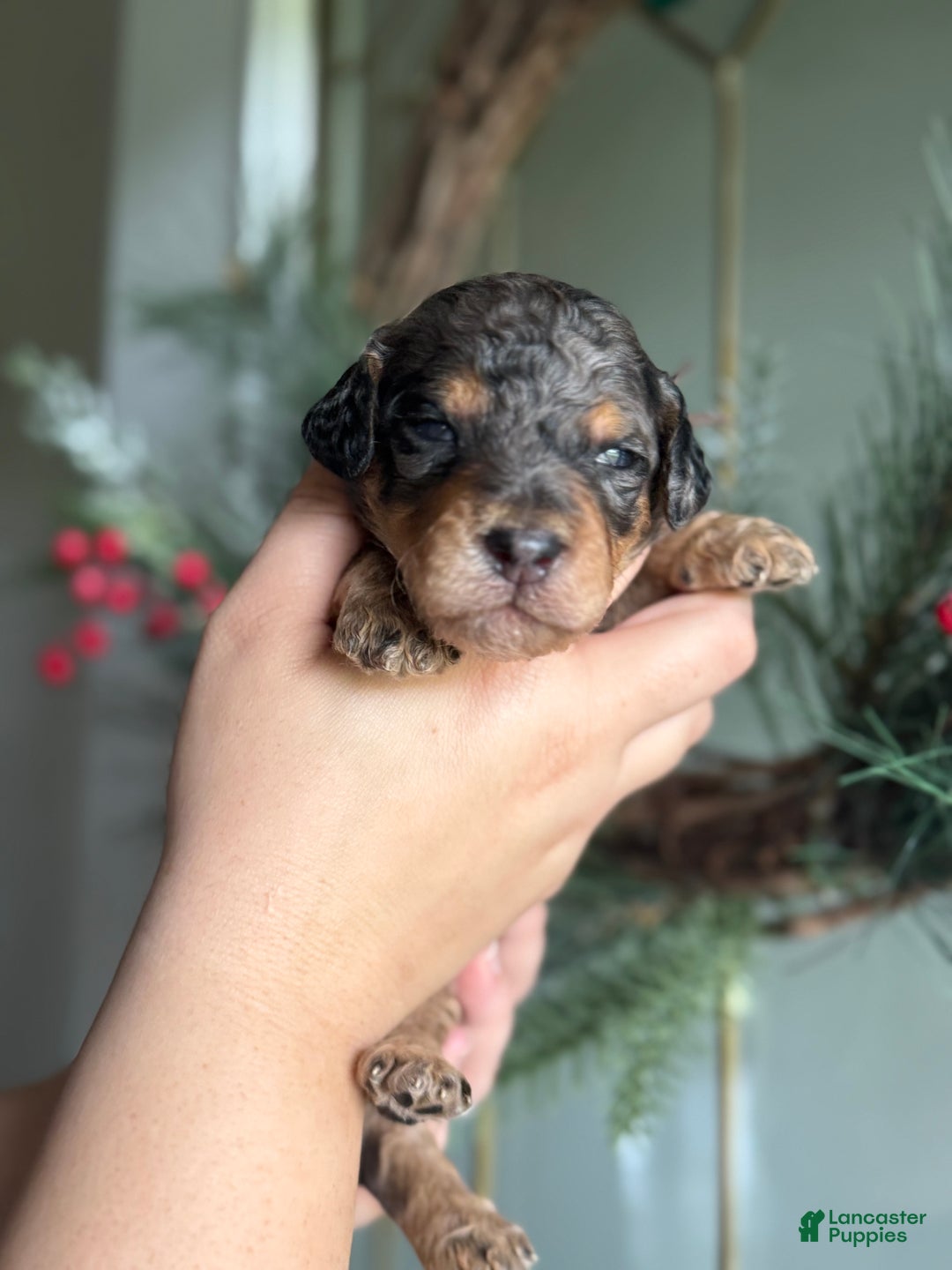 Standard Poodle dogs for sale: Standard Poodle Puppy 2 Luke aka lucus - Ad 5