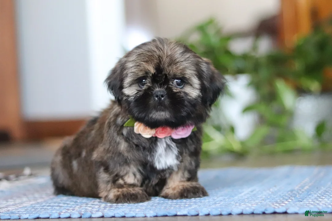 Shih Tzu dogs for sale: Juliet - Ad 3