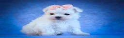 Maltese dogs for sale: Melodie 💕  - Ad 5