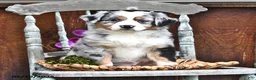 Australian Shepherd dogs for sale: Abby - Ad 2