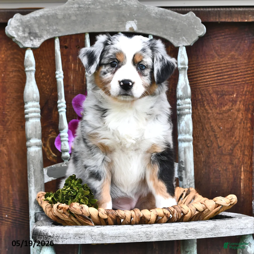 Australian Shepherd dogs for sale: Abby - Ad 2