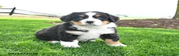 Bernese Mountain Dog dogs for sale: Bailey - Ad 2