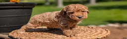 Miniature Poodle dogs for sale: Muna - Ad 9