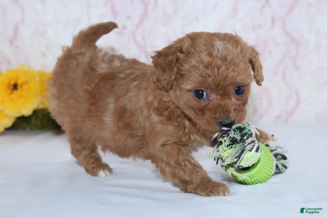 Mini Goldendoodle dogs for sale: Cade - Ad 3