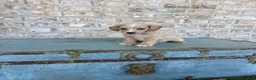 Miniature Labradoodle dogs for sale: Bambi  - Ad 6