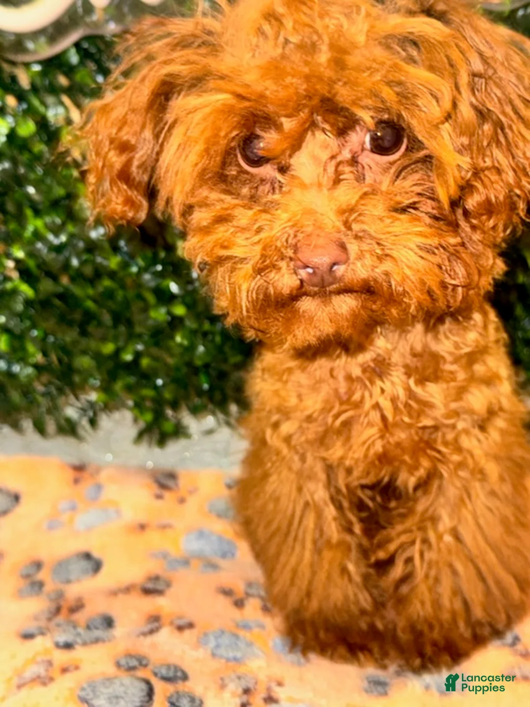 Toy Poodle dogs for sale: Boy - Ad 2