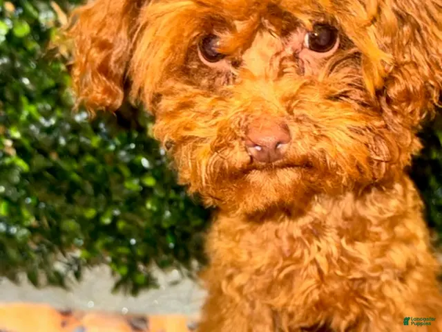 Toy Poodle dogs for sale: Boy - Ad 2