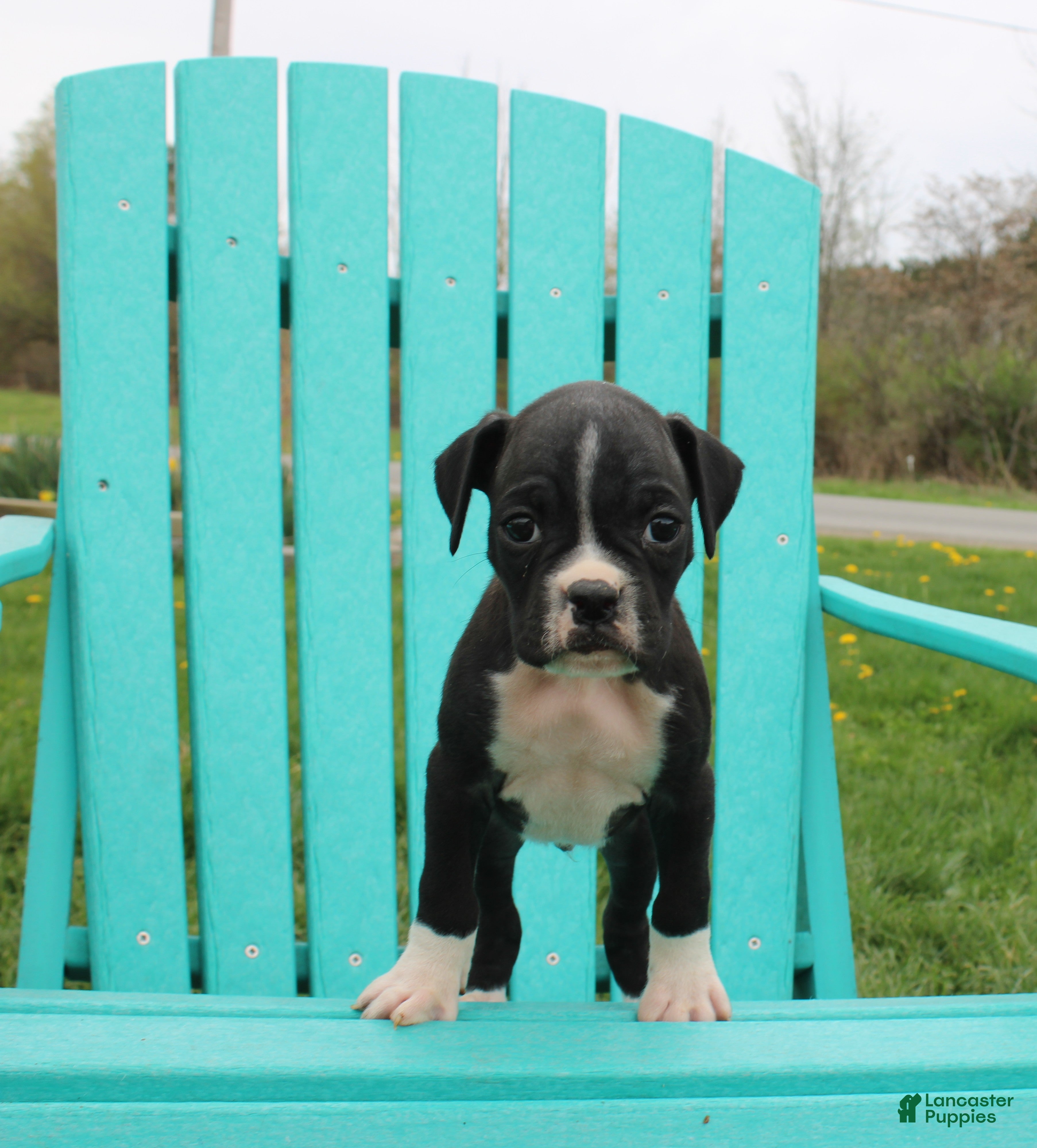 Boxer dogs Remy - Ad 1