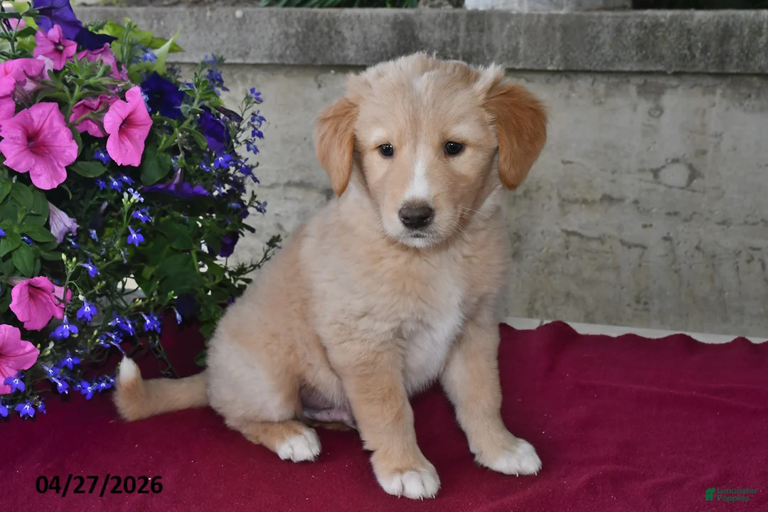 Goberian dogs for sale: Major - Ad 3