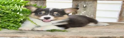 Mixed Breed dogs for sale: Ottis - Ad 5