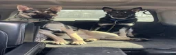 German Shepherd dogs for sale: COMING SOON!! Trained Deterrent Dog!!  - Ad 12
