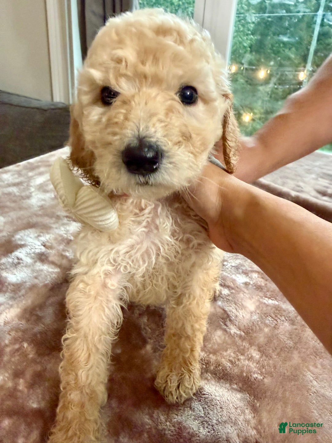 Standard Poodle dogs for sale: Standard Poodle Puppy 8 - Ad 2