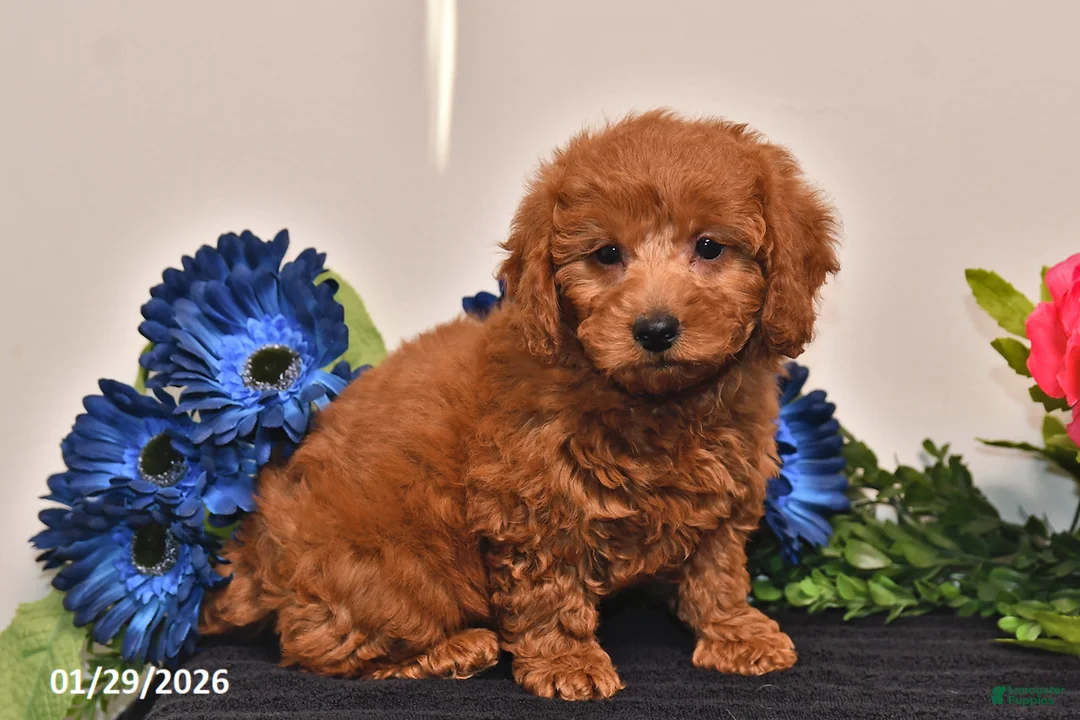 Miniature Poodle dogs for sale: Heather - Ad 3