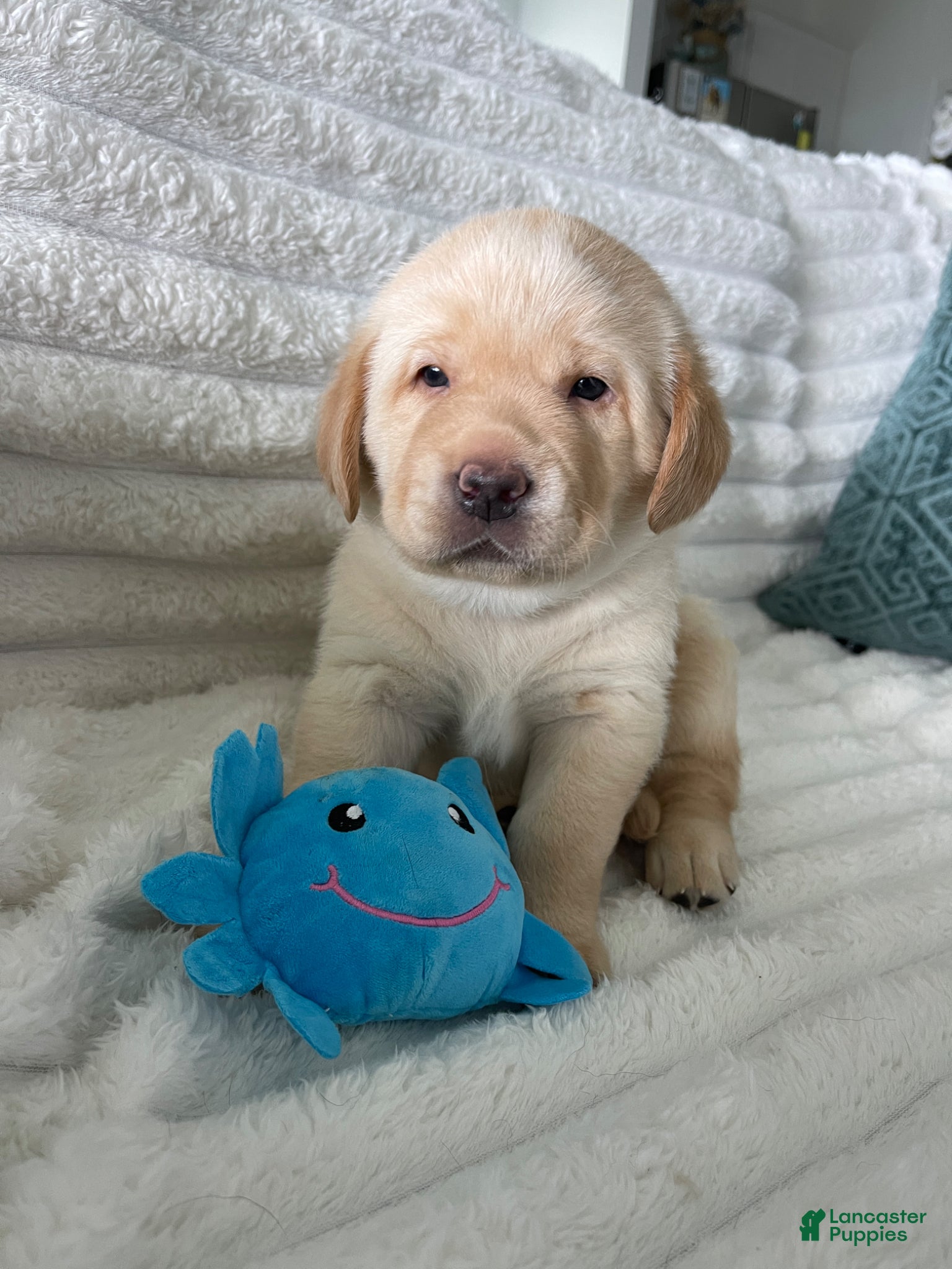 Labrador Retriever dogs Labrador Retriever Puppy - HONEY - Ad 21
