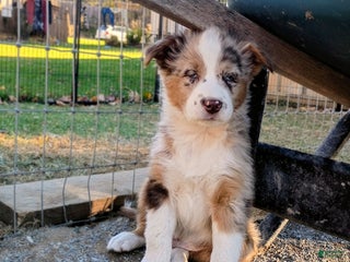 Australian Shepherd dogs - Ad 38