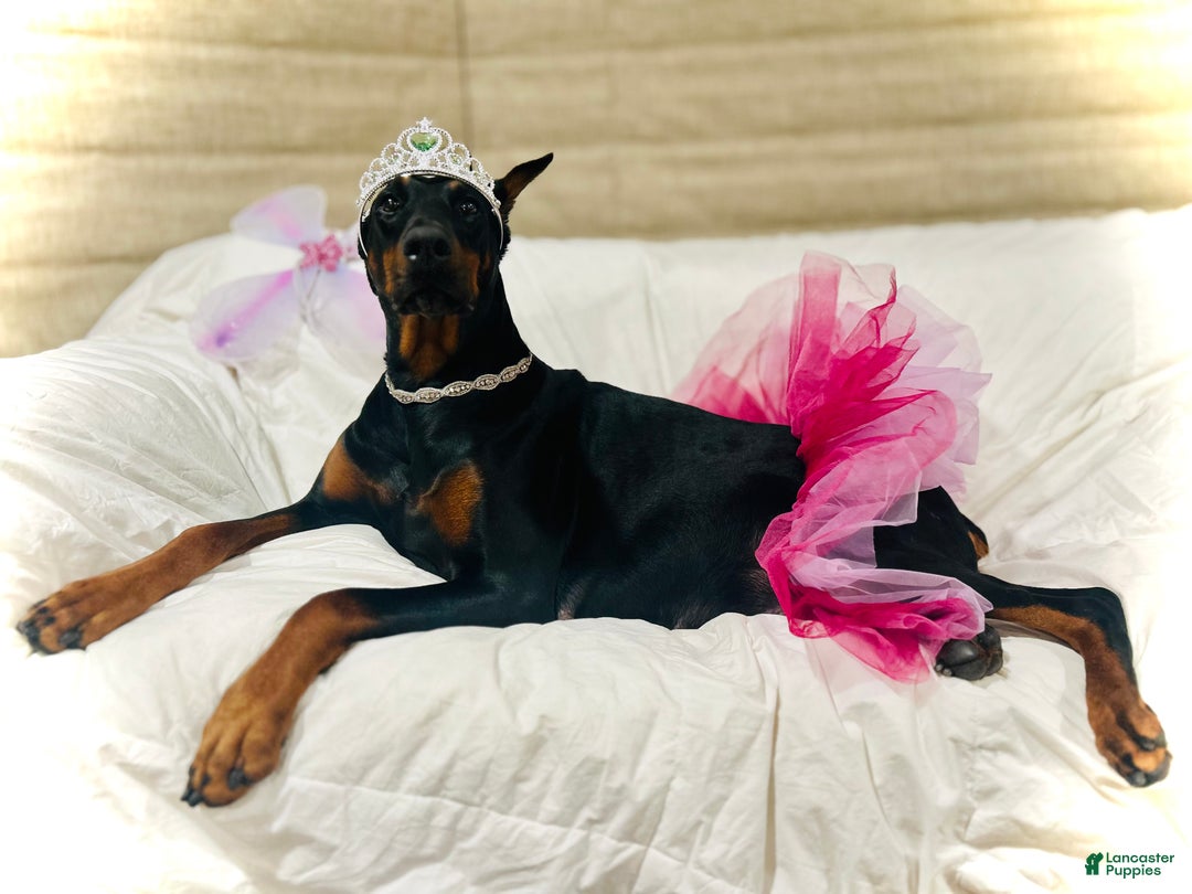 Doberman Pinscher dogs for sale: Doberman Pinscher Puppy 1 - Ad 3