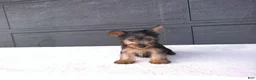 Yorkshire Terrier dogs for sale: Sammy  - Ad 3