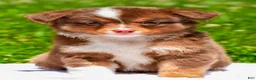 Miniature Australian Shepherd dogs for sale: Fallon - Ad 2