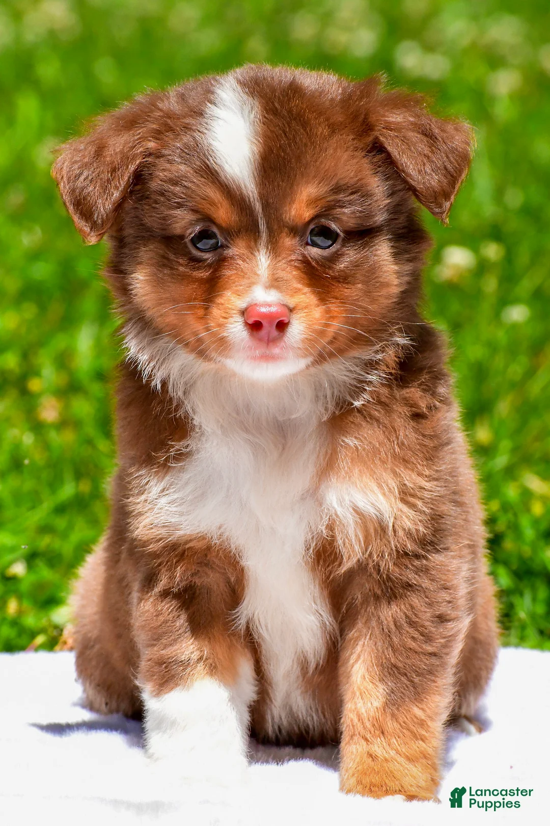 Miniature Australian Shepherd dogs for sale: Fallon - Ad 2
