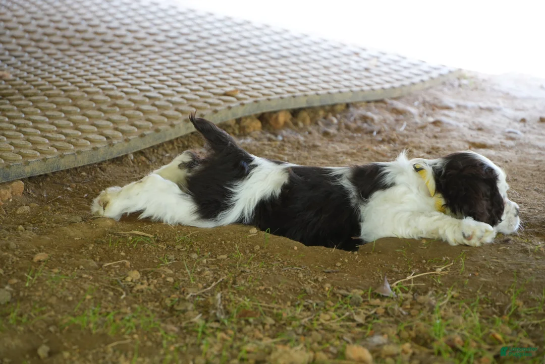 Cocker Spaniel dogs for sale: Eva - Cocker Spaniel Puppy  - Ad 2