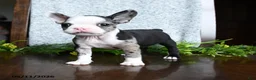 Boston Terrier dogs for sale: Emma - Ad 5