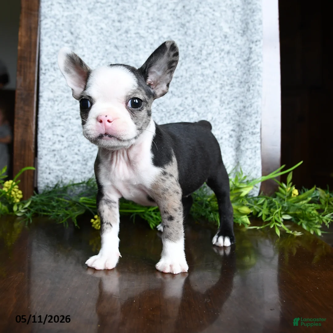Boston Terrier dogs for sale: Emma - Ad 5