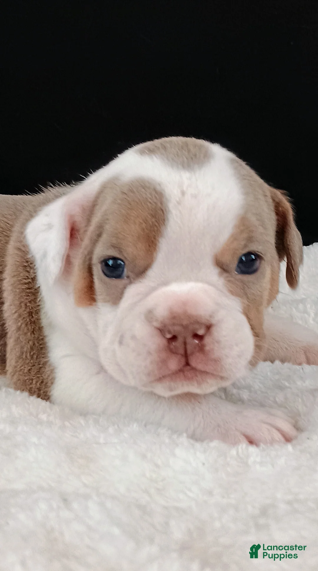 Olde English Bulldogge dogs for sale: Dudley Bulldogges Beyla - Ad 5