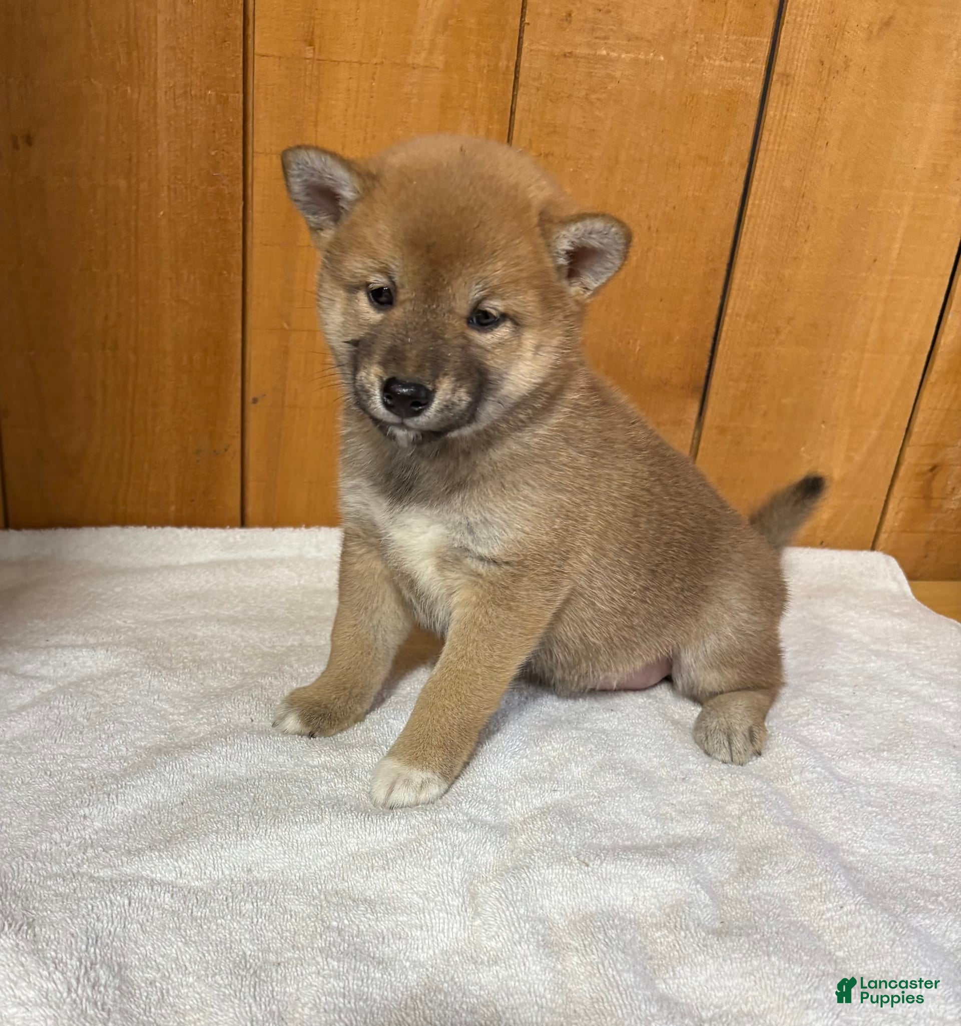 German Shepherd Mix Shiba Inu Corgi Mix Price Shepherd Mix Shiba