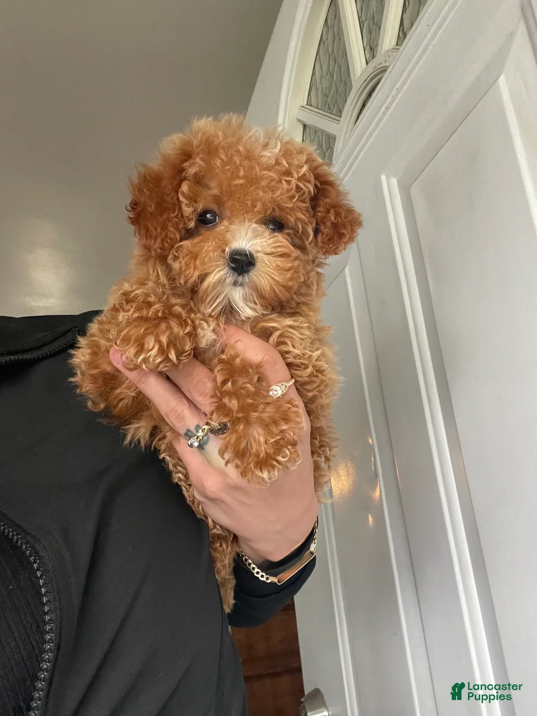 Toy Poodle dogs for sale: Teacup poodle Peep - Ad 1