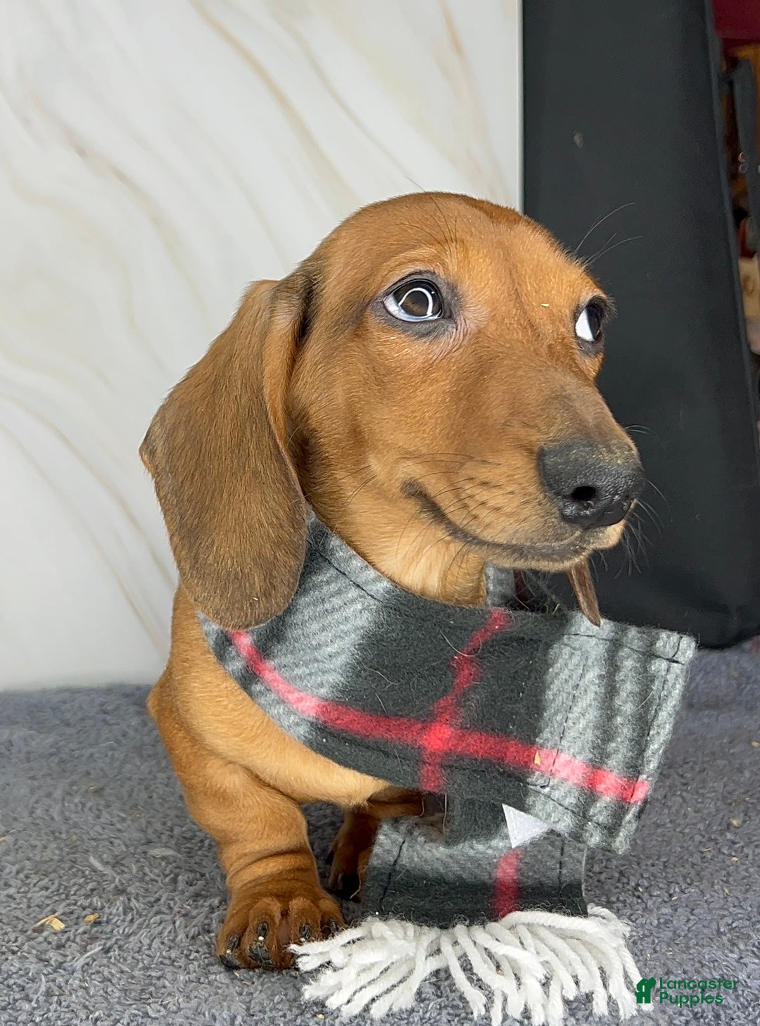 Miniature Dachshund dogs for sale: Miniature Dachshund red smooth - Ad 12