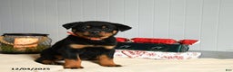 Rottweiler dogs for sale: Truffle   - Ad 3