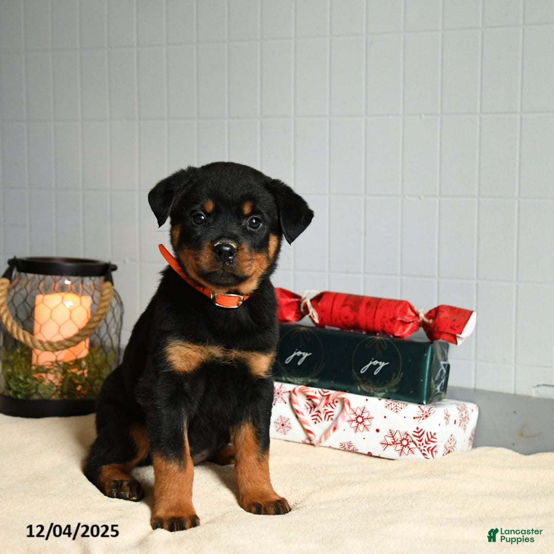 Rottweiler dogs for sale: Truffle   - Ad 3