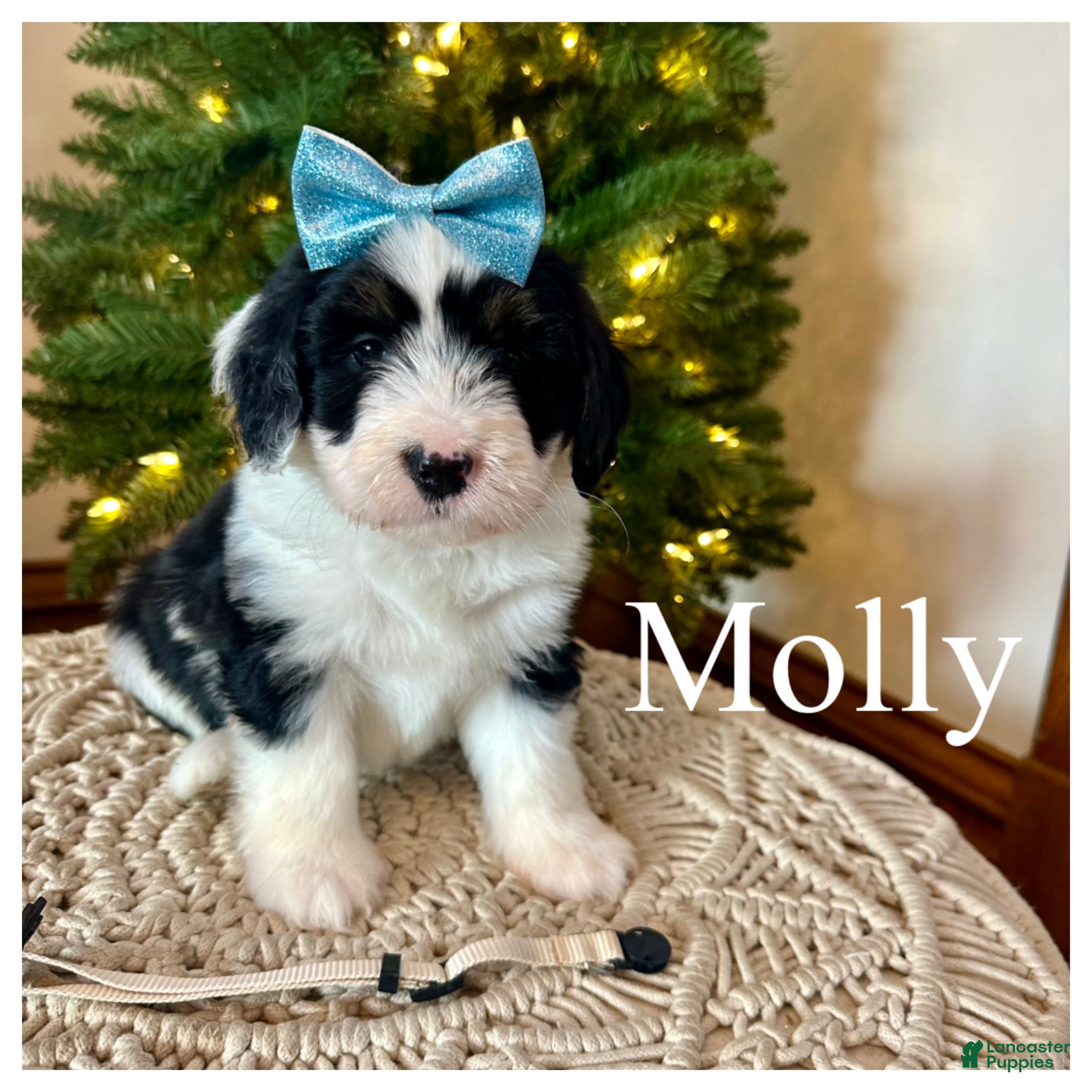 Mini Bernedoodle dogs Molly - Ad 27