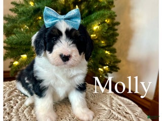 Mini Bernedoodle dogs Molly - Ad 27