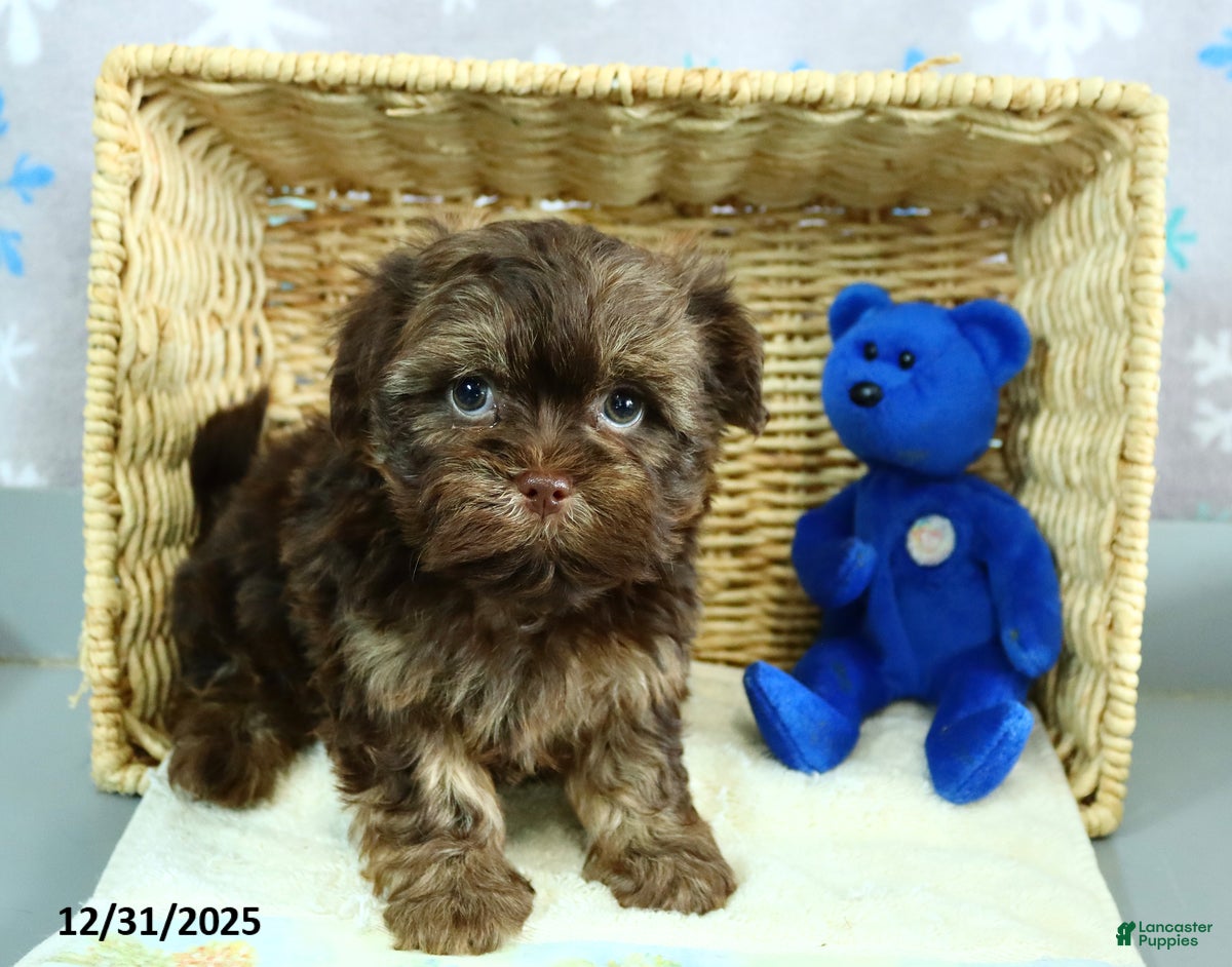 Shorkie dogs Rex - Ad 7