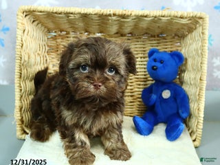 Shorkie dogs Rex - Ad 7