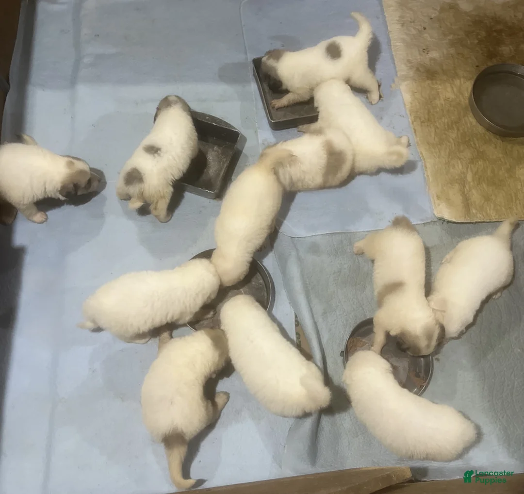 Great Pyrenees dogs for sale: Dusty - Ad 4