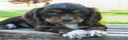 Cocker Spaniel dogs for sale: Cocoa - Ad 4