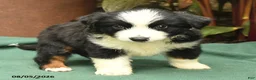 Miniature Australian Shepherd dogs for sale: Racer - Ad 3