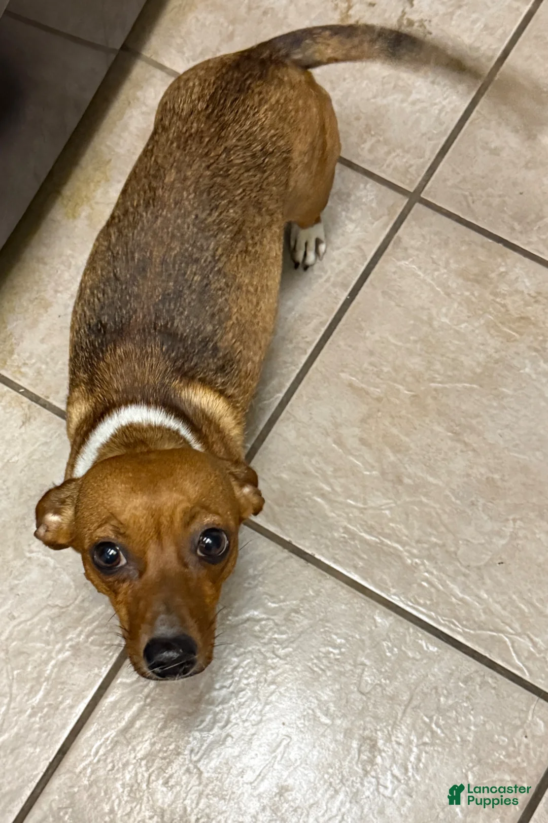 Mixed Breed dogs for sale: Mixed Breed Puppy 3 - Ad 2