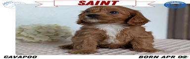Saint
